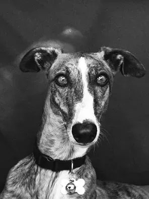 15032905 10209541268703461 3463871815877365911 n