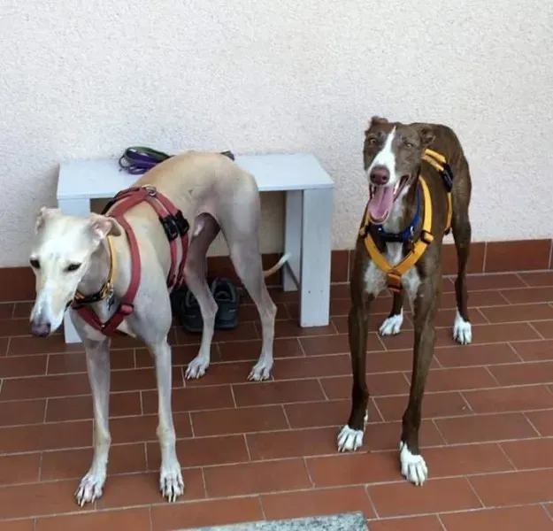 15036433 342541432784695 1142498649671665945 n