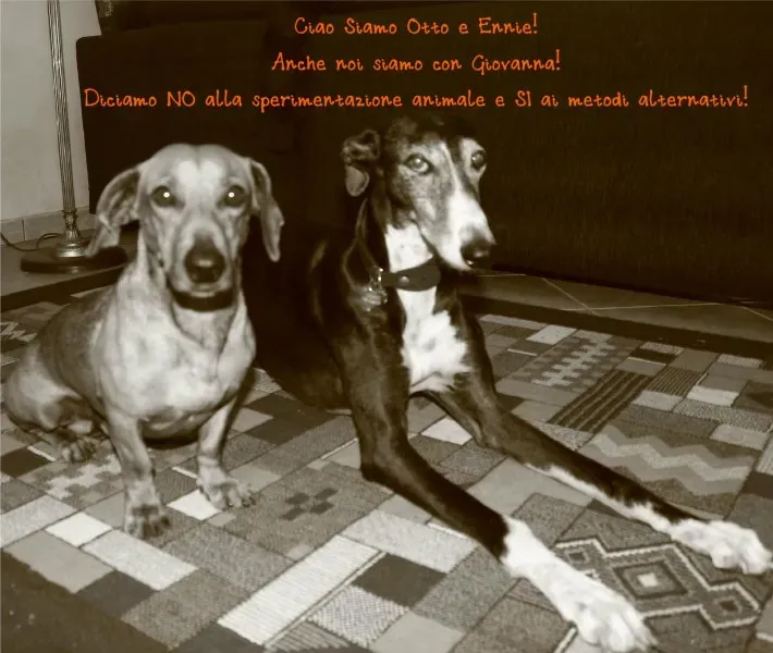 1506353 258742487618041 1255430175 o