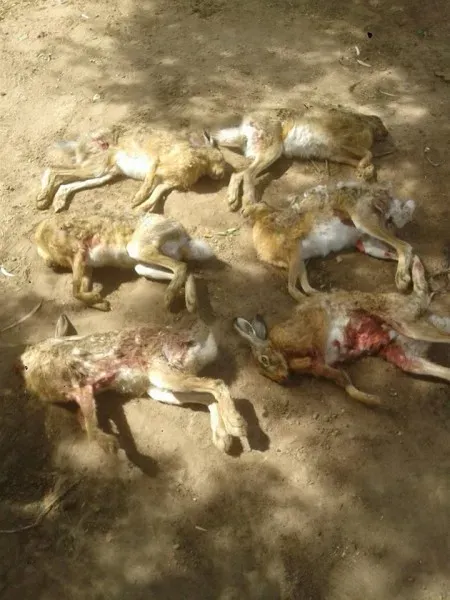 15073356 202064160245001 5844287250463511495 n