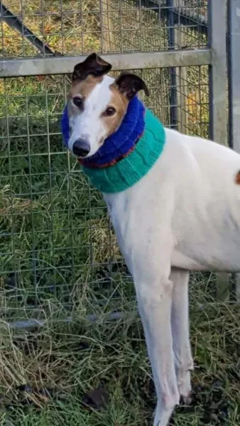 15094440 1180480515369135 6447788333651574501 n