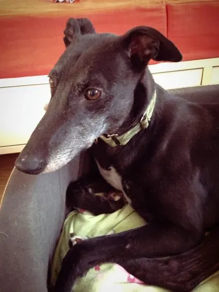 1509664 862724390412283 3163886480454210477 n