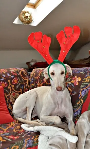 1510432 668612709947176 3989310722272817795 n