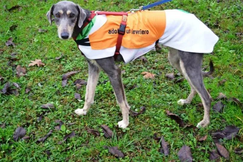 1510541 737244276359430 1985994801743192904 n