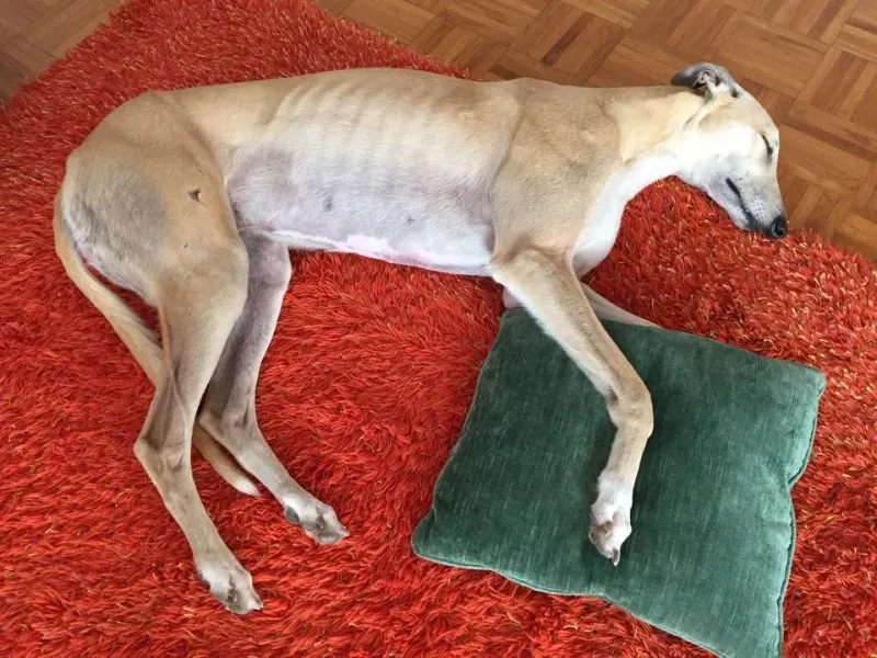 1512279 392593470897372 1006692175269828936 n