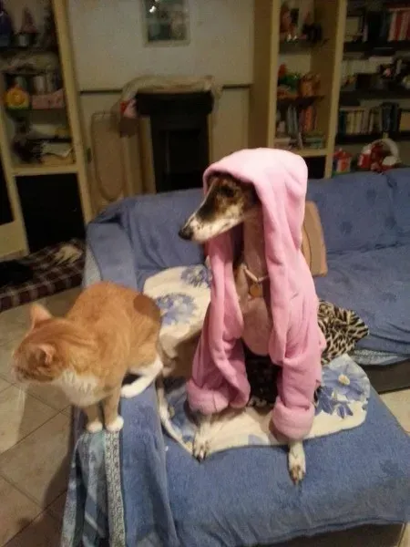 1513891 783759581707899 4262777039998290975 n