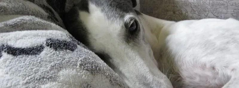 1514429 10202226599819270 562183429 n