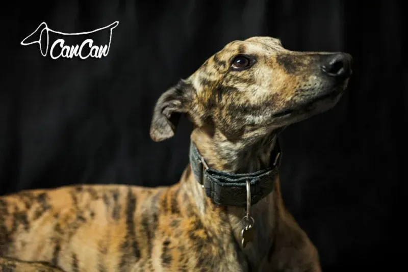 1517841 1590906991167336 3074786304465025550 n