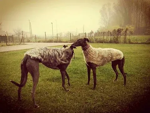 15193423 344229932615845 3228311478866889586 n