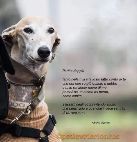 15203114 345602185811953 2296164733729831041 n