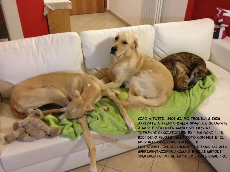 1522916 377882409023240 1613389788 o