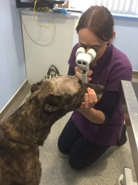 15235520 1442350232449338 8339518453110816299 o