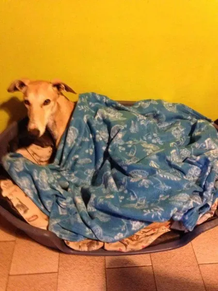 15241312 345861732452665 7707556469817144616 n