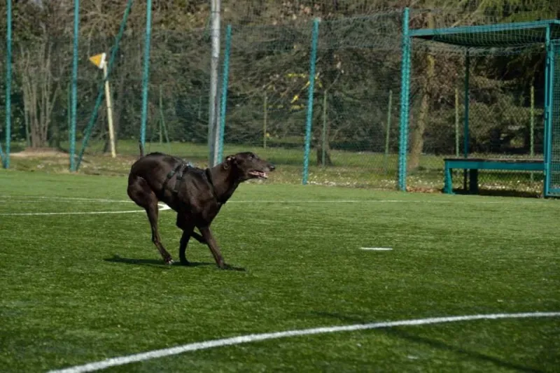 1524884 791892250894632 4614376310813356018 n