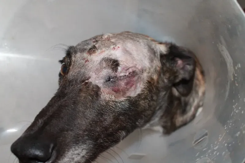 15250943 1443628098988218 3489561654712773403 o