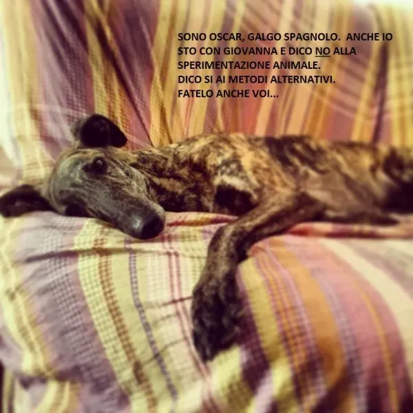 1525483 10202346954827861 866667378 n