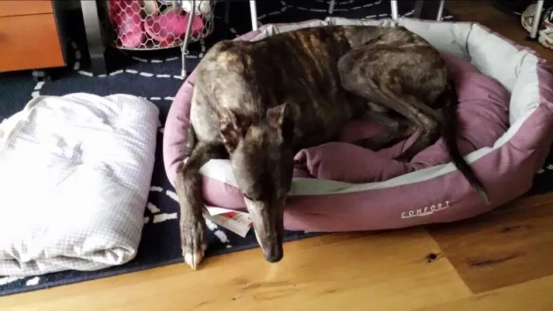 1525609 852786098146328 250222280994584533 n