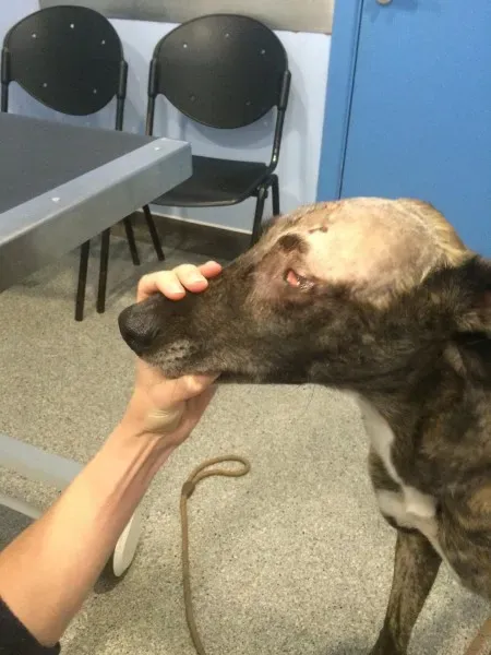 15259268 1442349459116082 6031877835095554188 o