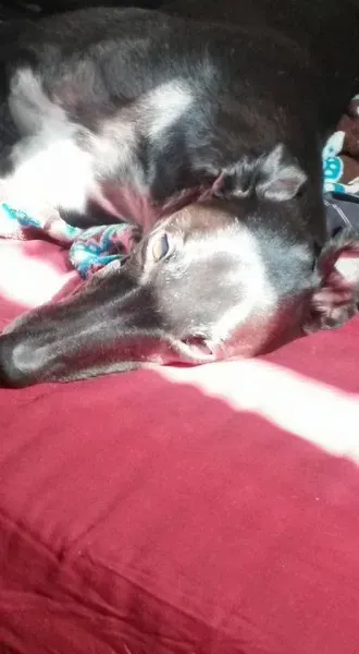 15267682 10209475432940556 6158205549018016711 n