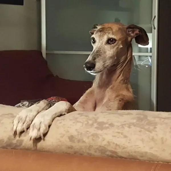 15267906 346760082362830 6081447255435299685 n