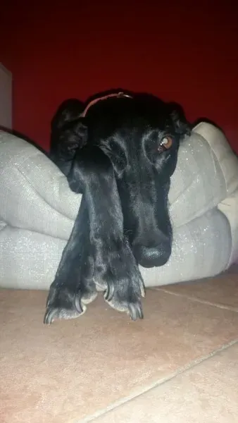 15272125 10211118388905871 6683885663965017403 o