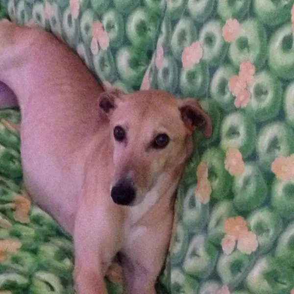 1530525 10203294742431635 4197661725905497684 n