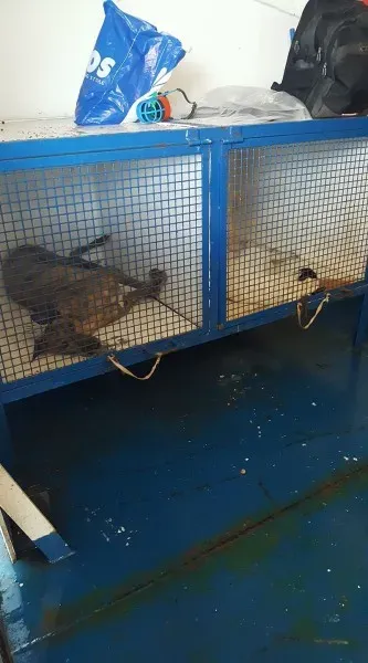 15326313 10154820988831255 5251760466446832061 o