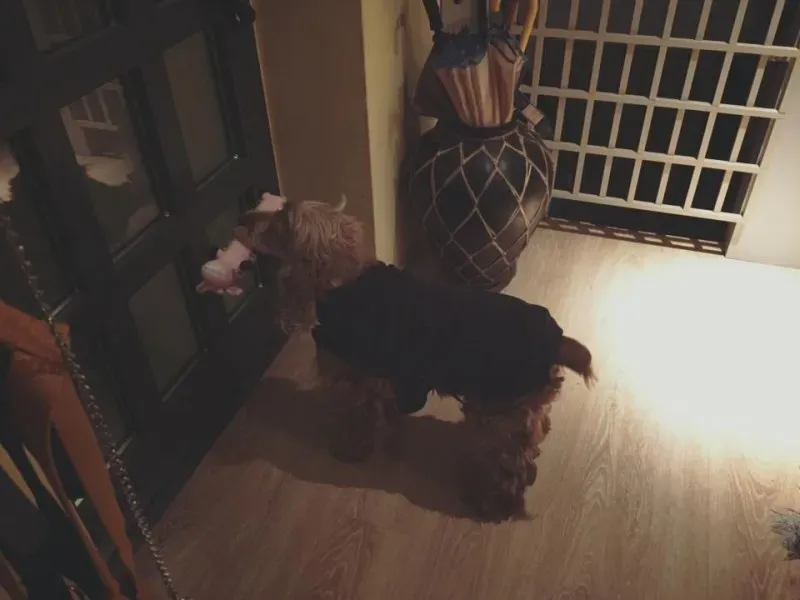 1533717 1139409472743772 9113270437485091990 n