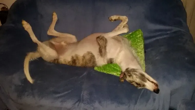 1536467 1994434490781138 4611407861723100435 n