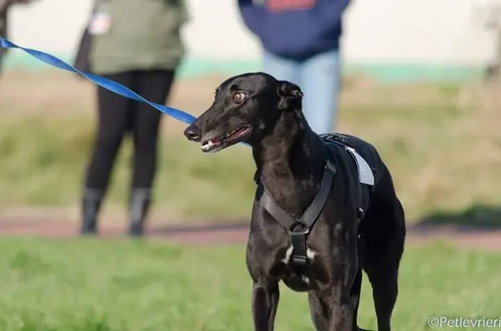 15439850 1207568149327038 2198814575543805622 n