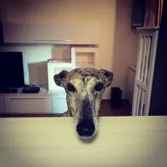 15439915 357794557926049 3311600187971730823 n