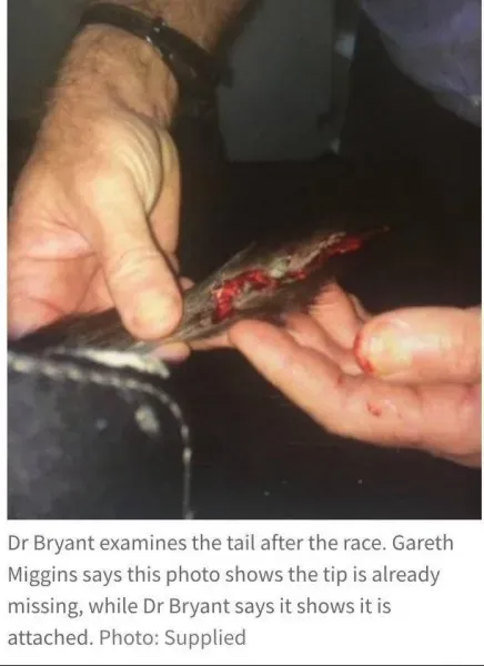 15442227 1285547711519773 9064672828110499025 n