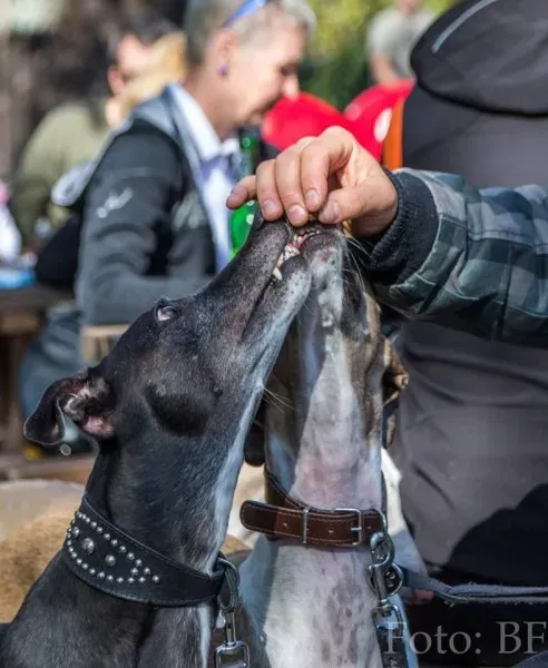 1545951 177496365923731 829992622064700287 n