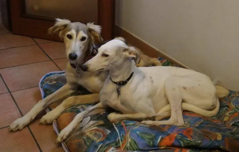 15503057 724429227712344 1333320754 o