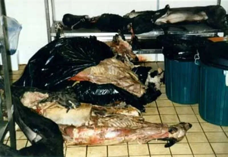 1553414 631269266926242 379161636 o