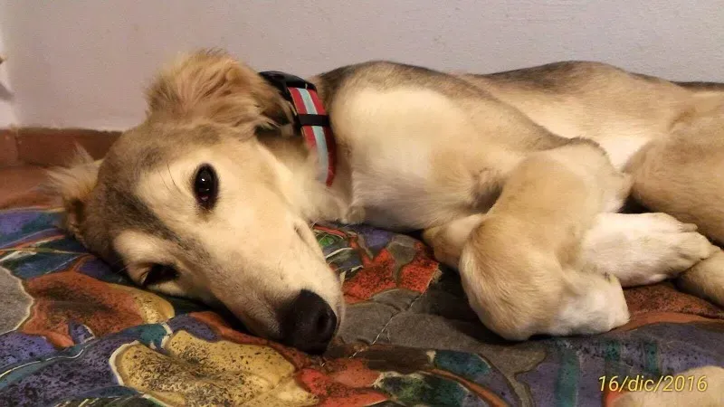 15537013 724427971045803 612072532 o