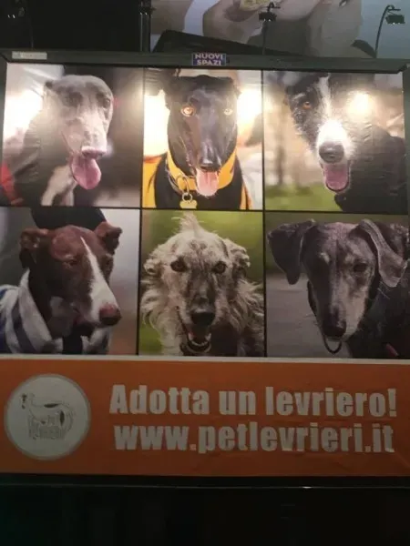 15555093 10154809510821563 255232438 n