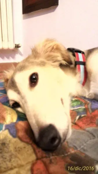 15555589 724427674379166 257600343 o