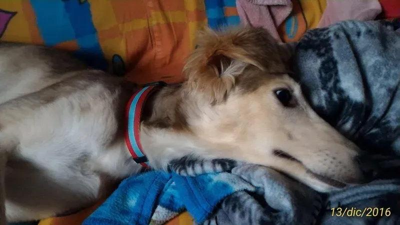 15556448 724428684379065 621817893 o