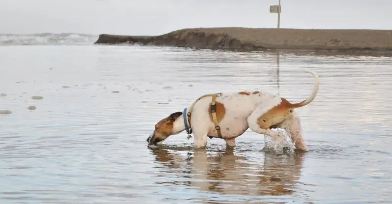 1557175 10204136610446849 1823510619464798068 o