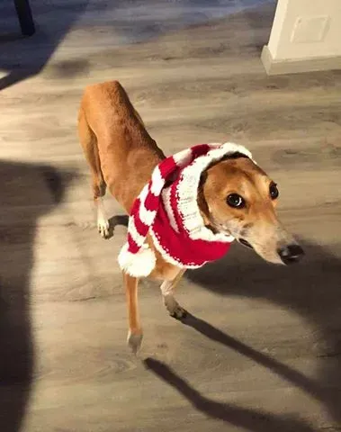 15578408 358096544562517 8046282914779179561 n