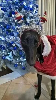 15578465 358838781154960 4213704106758271246 n