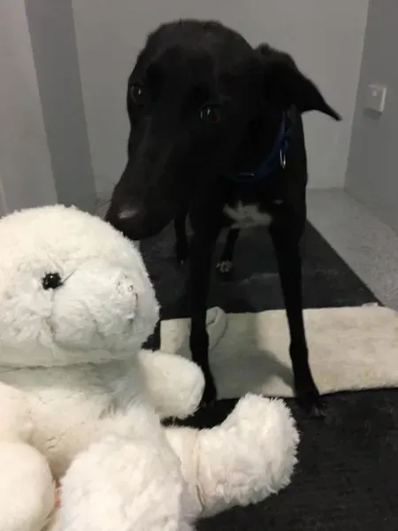 15589595 1474223545928673 4640613131026043839 n