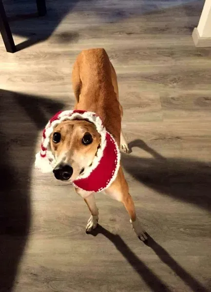 15590105 358096567895848 590270639847224500 n