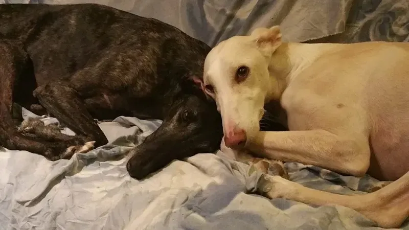 15590116 358627217842783 5505131604746229945 n