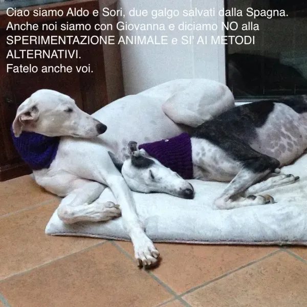 1560541 570376036379589 323397355 n