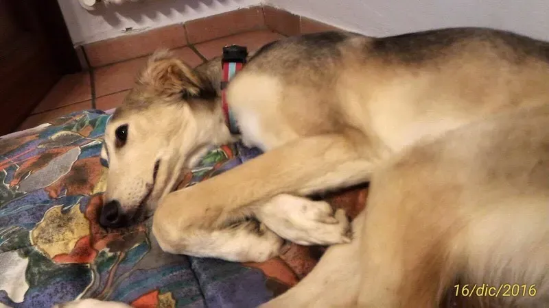 15609066 724428104379123 733725972 o