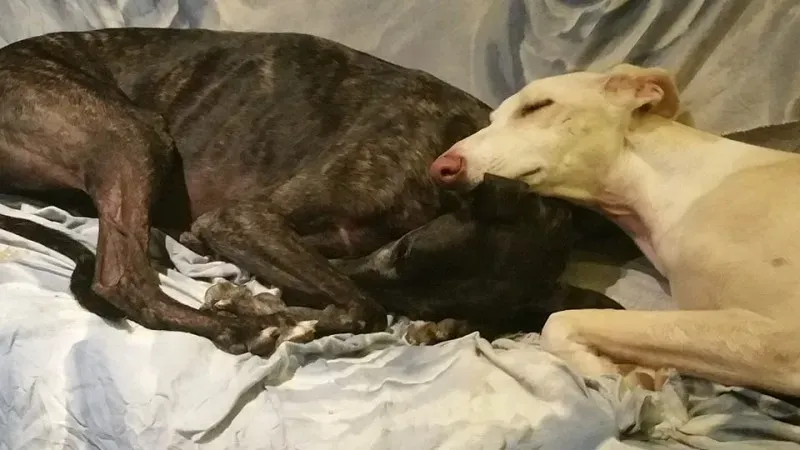 15622715 358627154509456 3485190675836237255 n