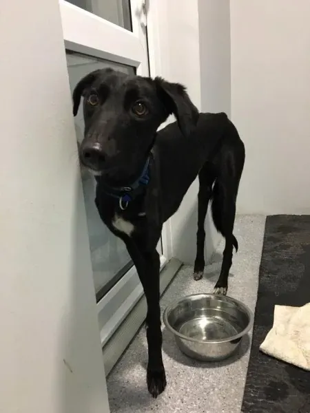 15622737 1474223412595353 6651069946766249051 n