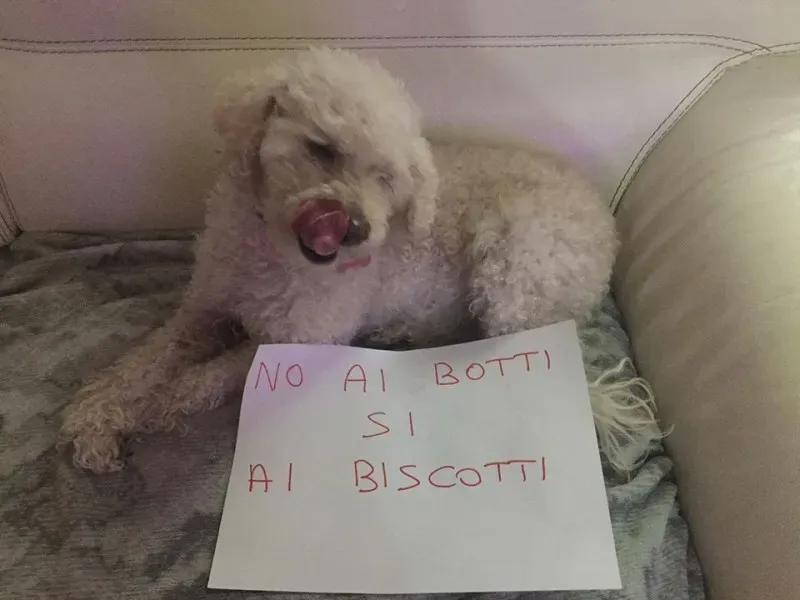 15672687 362451860793652 8147530803119025160 n